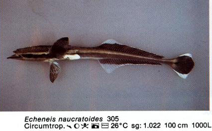Echeneis naucratoides